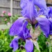Irises  by boxplayer