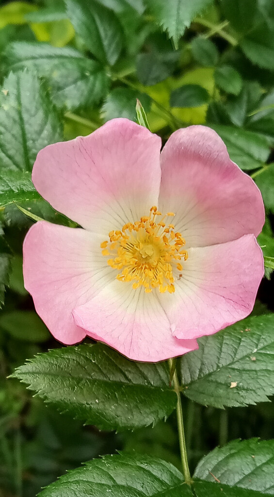 Sweet briar (dog rose) by 365projectorgjoworboys