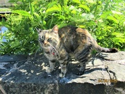 4th Jun 2023 - Tabby cat with a red bell collar.