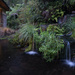 Water garden by dkbarnett