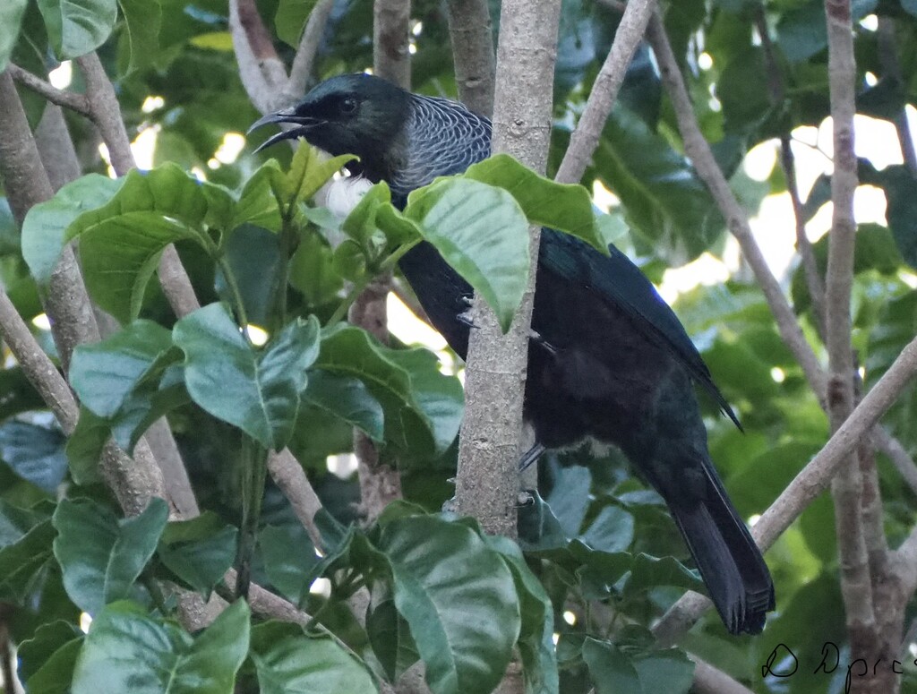 This Tūī was singing his heart out last evening so lovel by Dawn