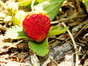 1st Jun 2023 - Wild Strawberry