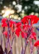 2nd Jun 2023 - Canna Lilies love Texas weather 