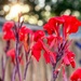 Canna Lilies love Texas weather  by louannwarren