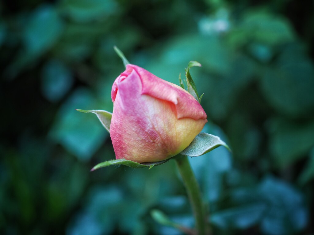 Rose bud by monikozi