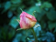 4th Jun 2023 - Rose bud