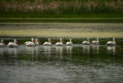 23rd May 2023 - A Row of Pelicans