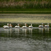 A Row of Pelicans by kareenking