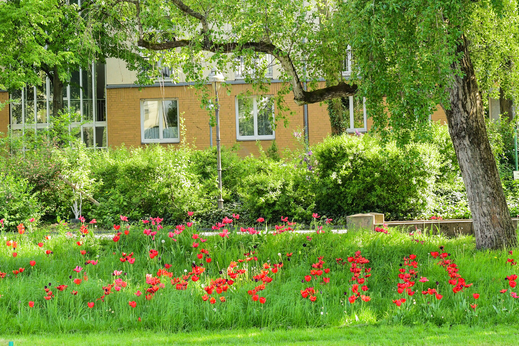 Poppies in Berlin by kareenking