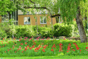 12th May 2023 - Poppies in Berlin
