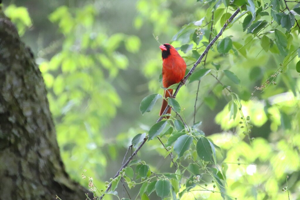 Cardinal In A Tree by randy23