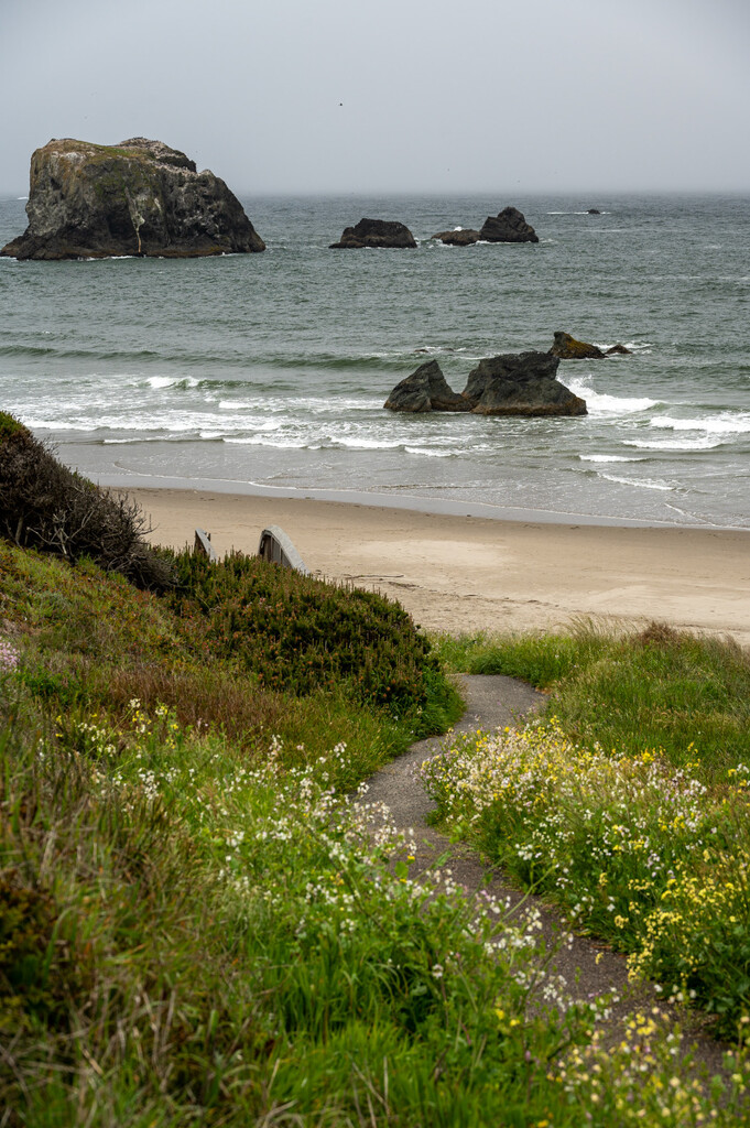 Wildflower path to beach by theredcamera