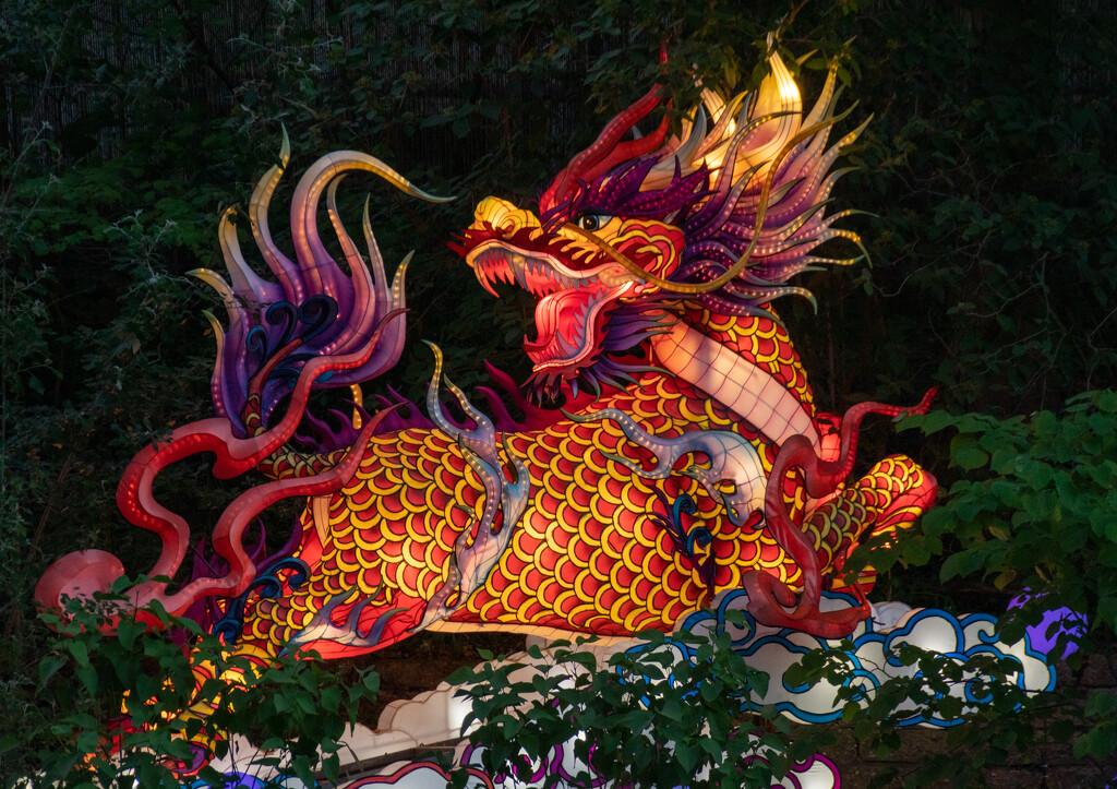 dragon by susanharvey