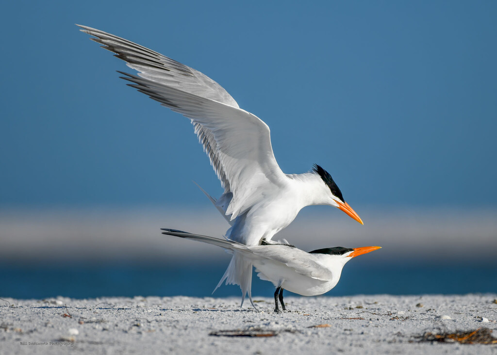 Royal Terns by photographycrazy