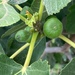 Baby figs by monicac