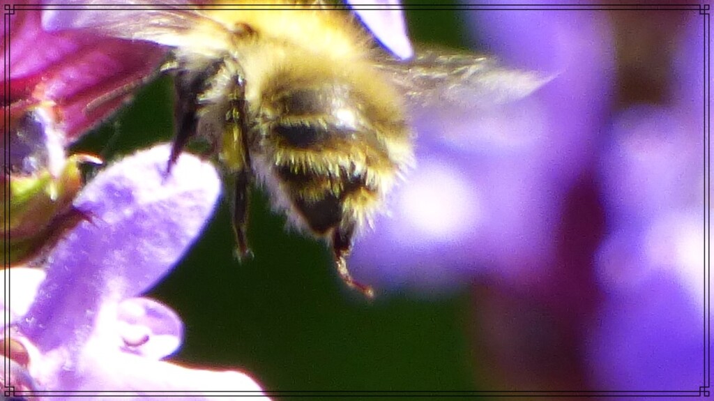 A busy busy bee by beryl