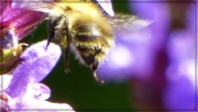 4th Jun 2023 - A busy busy bee