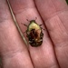 Flower Beetle by philm666