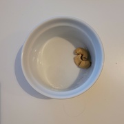4th Jun 2023 - Cowering cashews