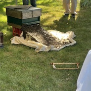 4th Jun 2023 - Bees going to their new home
