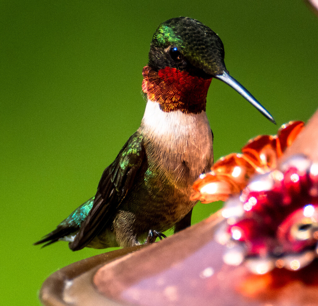 Thirsty Hummingbird by kathyladley