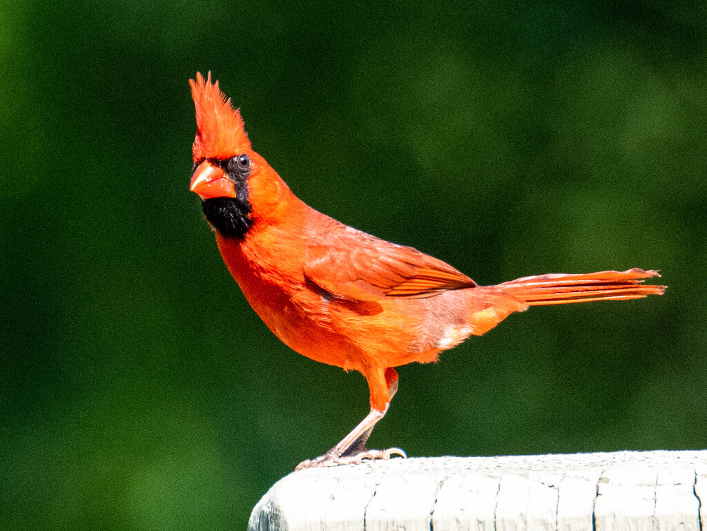 Northern Cardinal by kathyladley