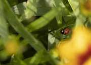 1st Jun 2023 - Ladybug on a Coreopsis