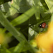Ladybug on a Coreopsis by lynbonn