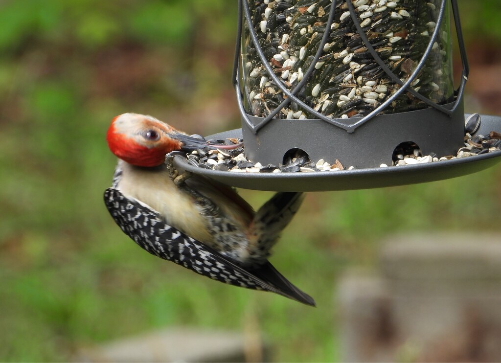 Red-bellied woodpecker... by marlboromaam