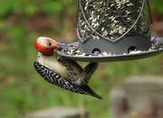 5th Jun 2023 - Red-bellied woodpecker...