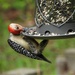 Red-bellied woodpecker... by marlboromaam