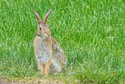4th Jun 2023 - Sitting Rabbit