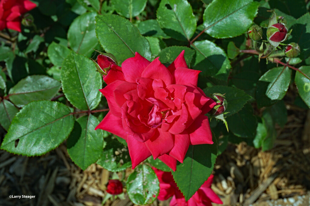 Red rose by larrysphotos