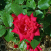 Red rose
