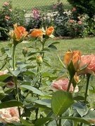 4th Jun 2023 - A neighborhood yard that has beautiful roses all summer long.