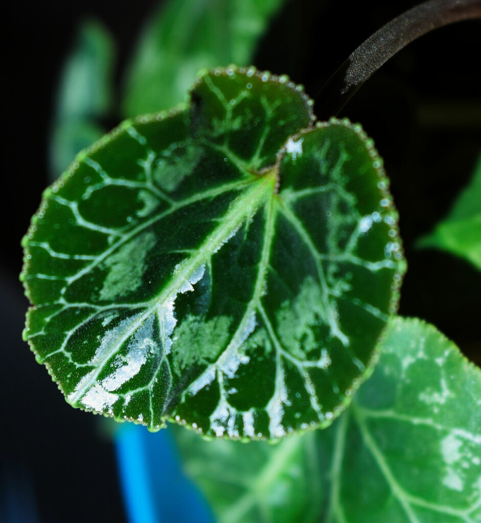 Jun 3 Cyclamen leaf by sandlily