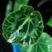 Jun 3 Cyclamen leaf