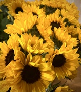 1st Jun 2023 - Sunflowers