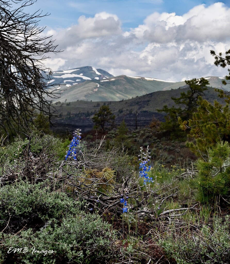 Wild larkspur at Craters of the Moon Nat’l Park by theredcamera