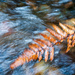 June Water - 5