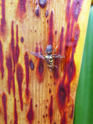 5th Jun 2023 - Hippeastrum Leaf and Fly