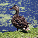 duck portrait by ellene