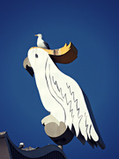 28th May 2023 - gull riding cockatoo
