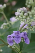 29th May 2023 - Butterfly Bush Bloom