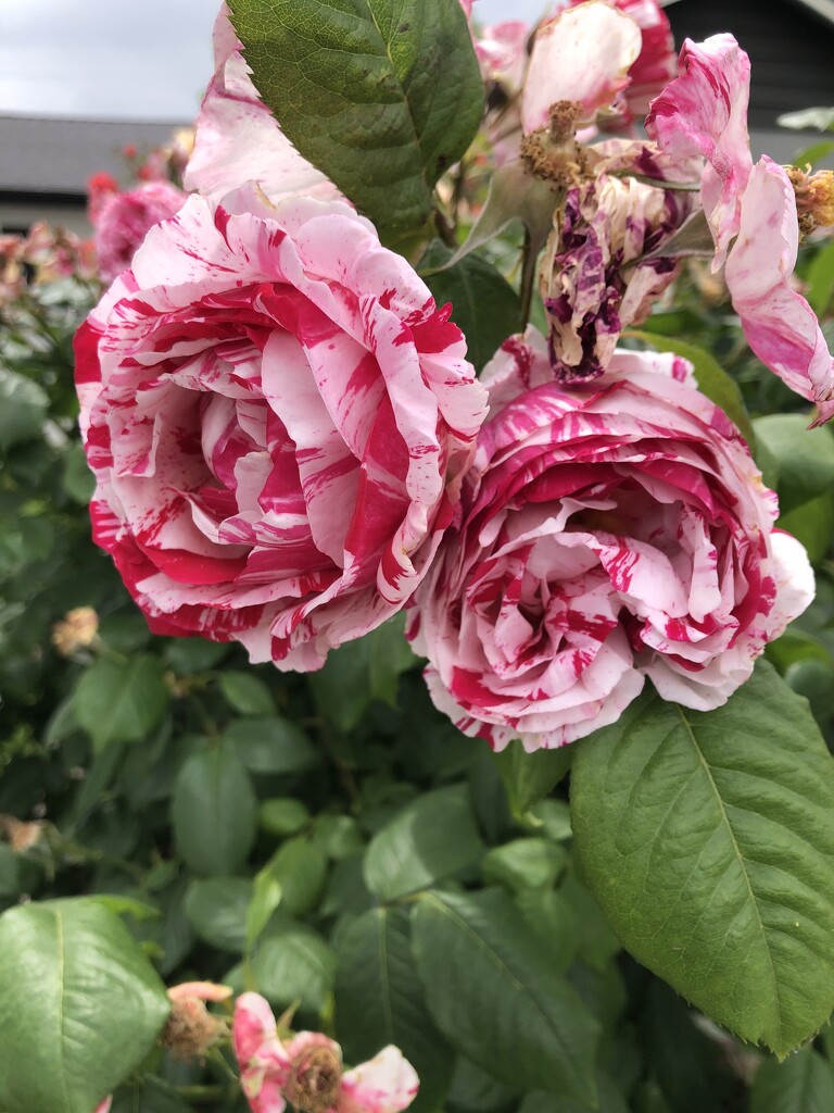 Roses by loweygrace