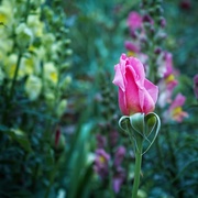 5th Jun 2023 - Pink rose bud