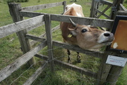 5th Jun 2023 - a young bull calf