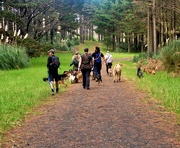 5th Jun 2023 - Walking the Dogs or Walking the Humans.. 