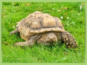 5th Jun 2023 - African Spur-Thighed Tortoise