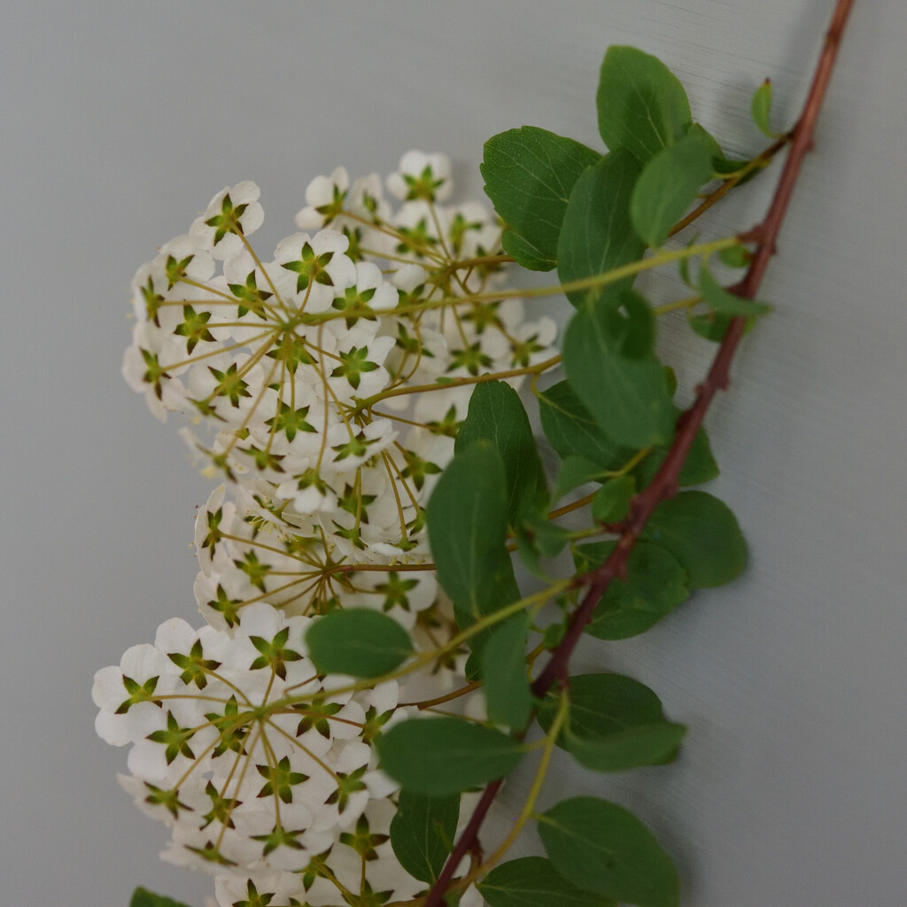 Spirea inside out by clearlightskies